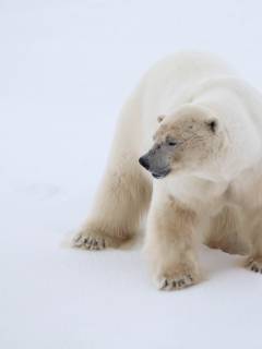 Southeast to West Greenland: Glaciers, Fjords and Viking History