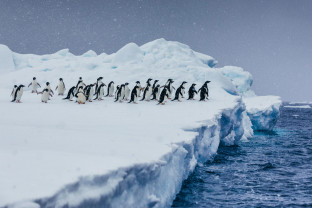 Penguins