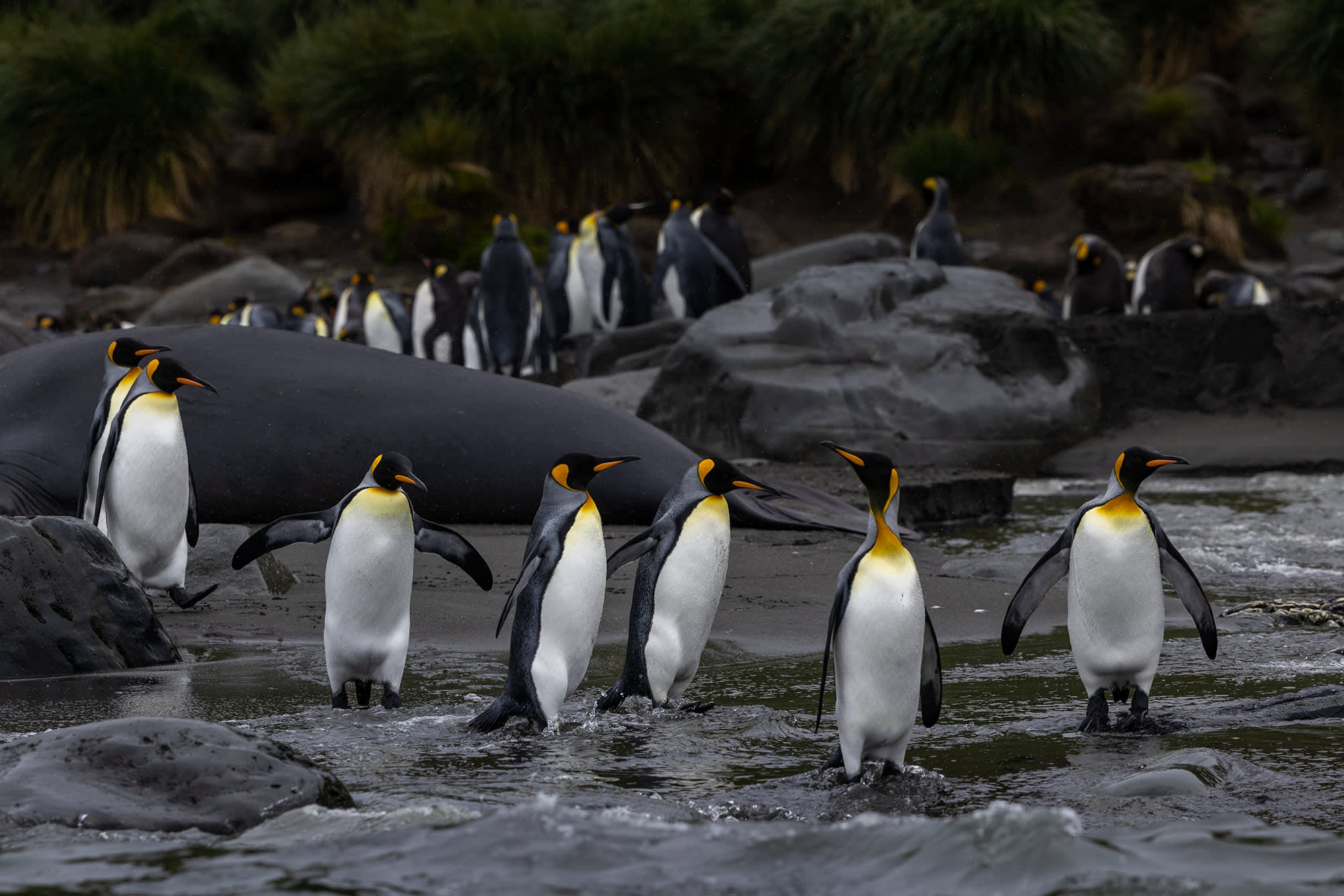 Gentoo penguins