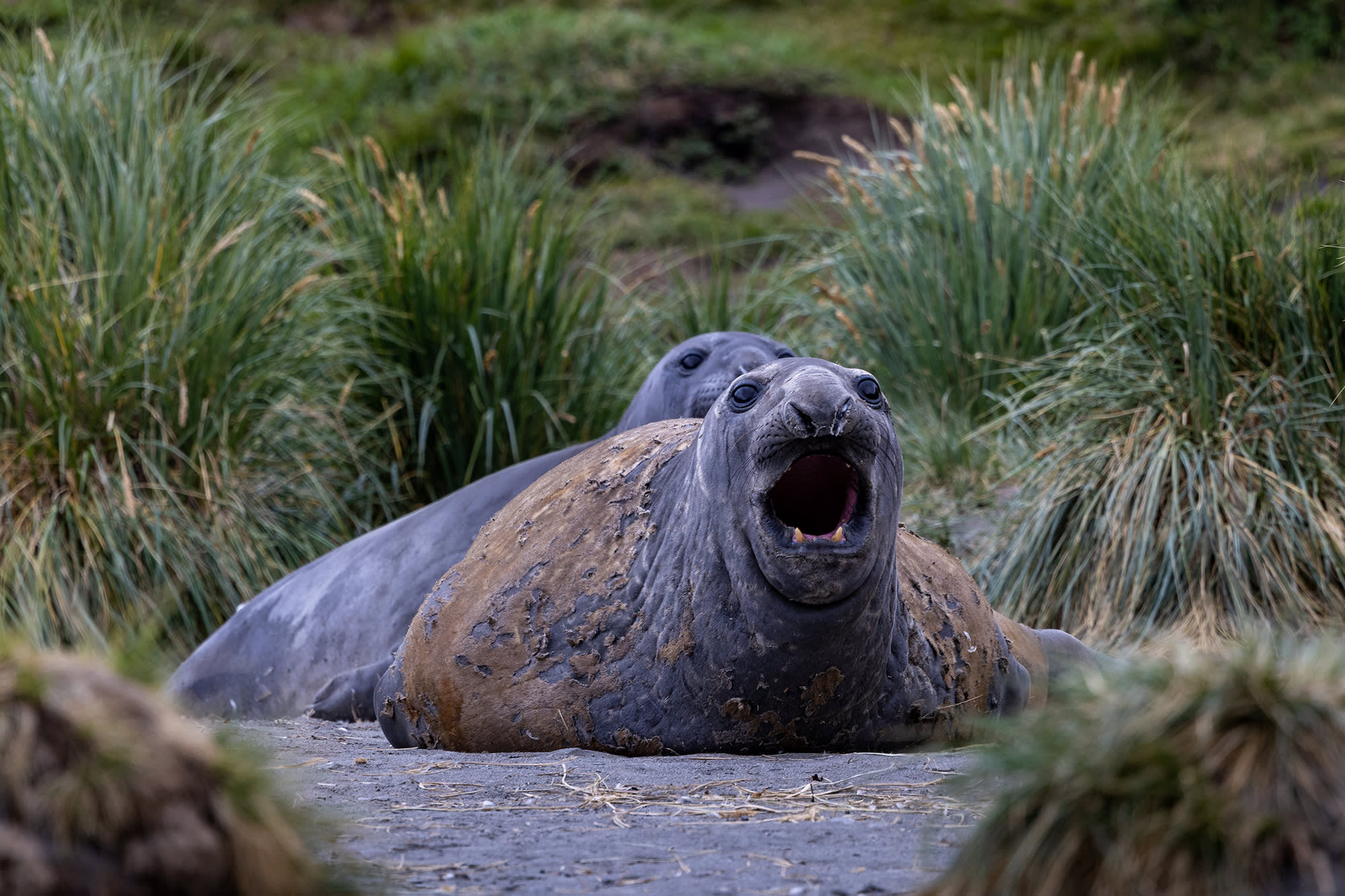 Penguins of the Far South: Falklands, South Georgia and Antarctica