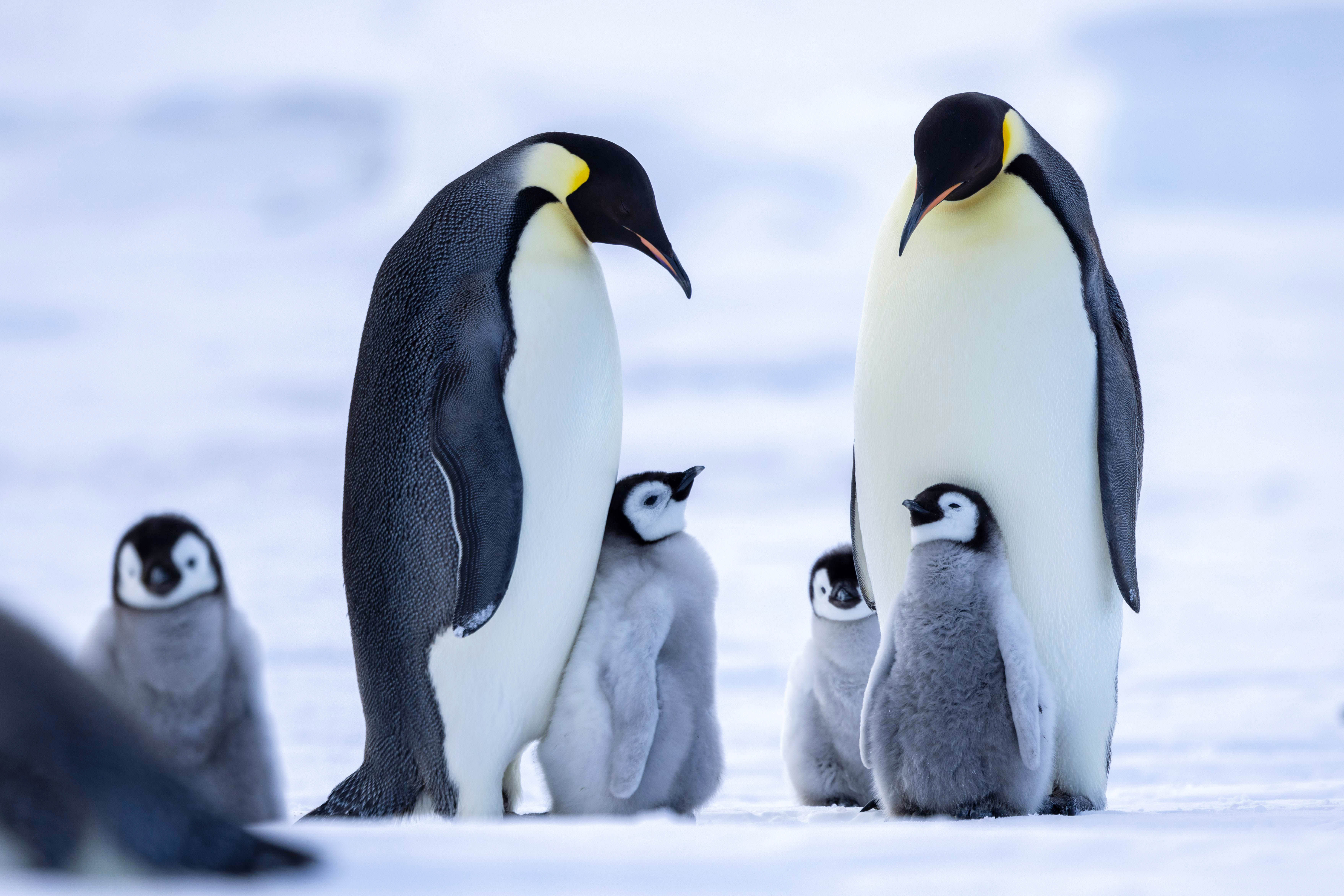 Snow Hill to the Peninsula: Shackleton’s Emperors