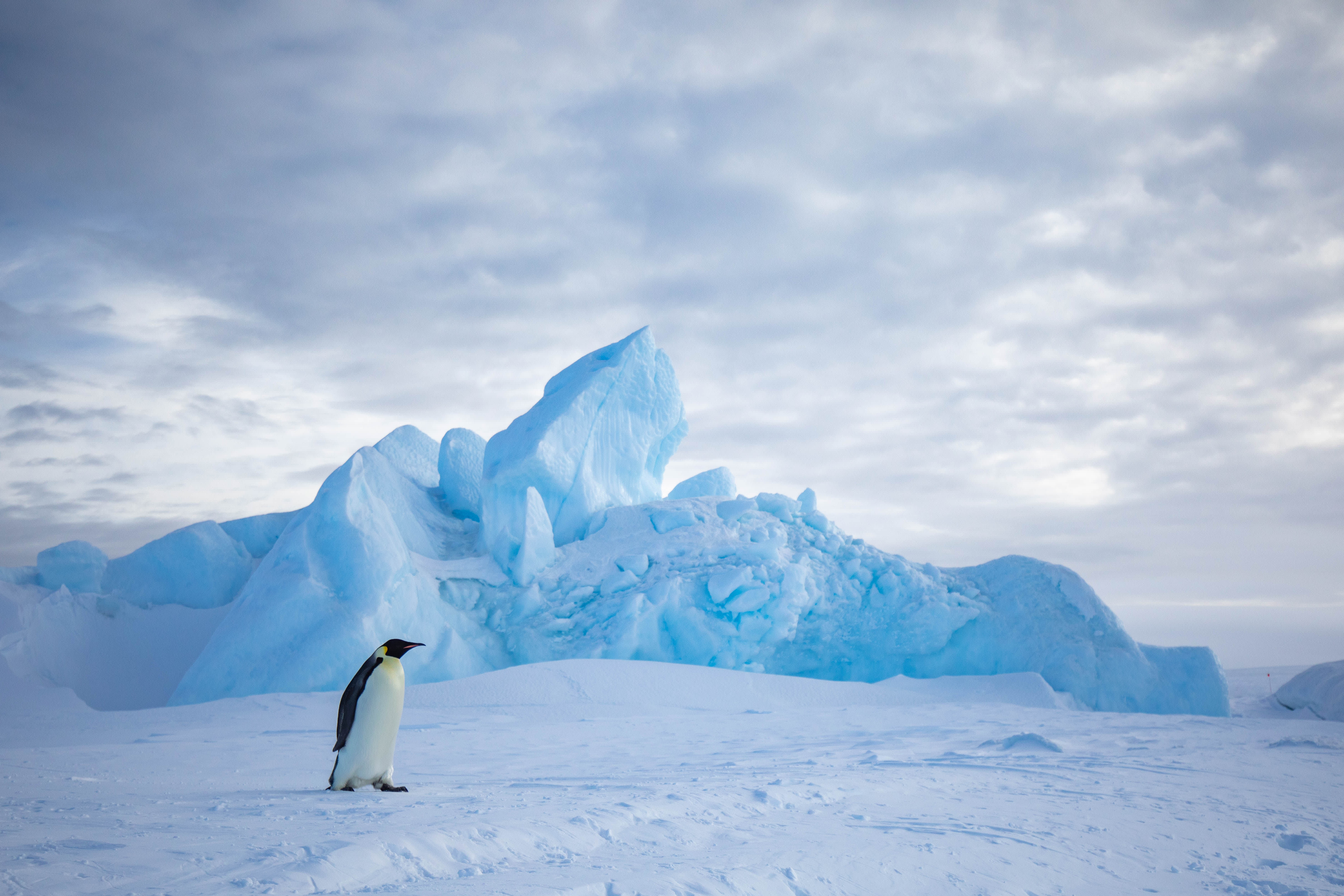 Snow Hill to the Peninsula: Shackleton’s Emperors