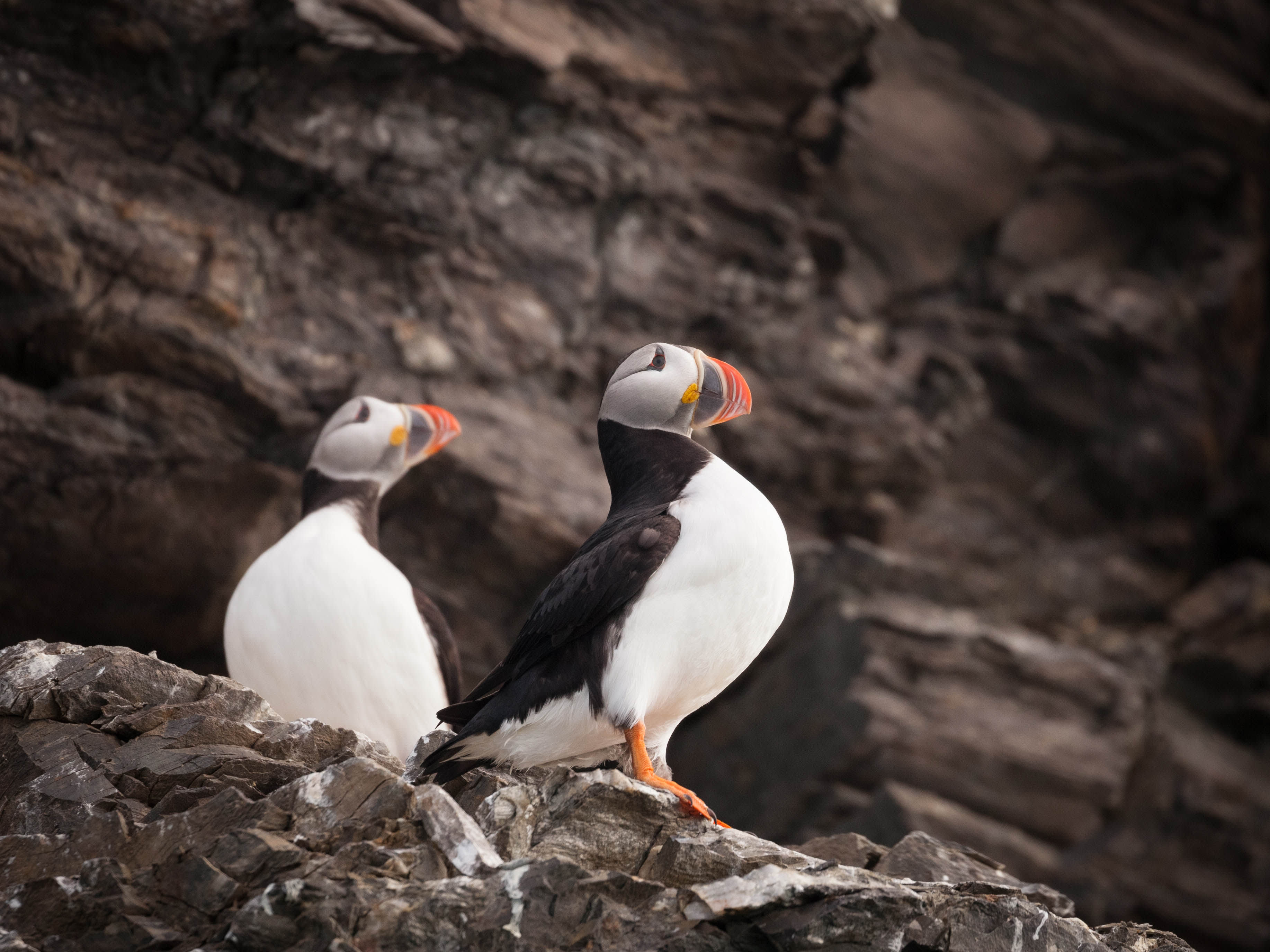 Scotland to Spitsbergen: Puffins, Sea Ice and Wildlife