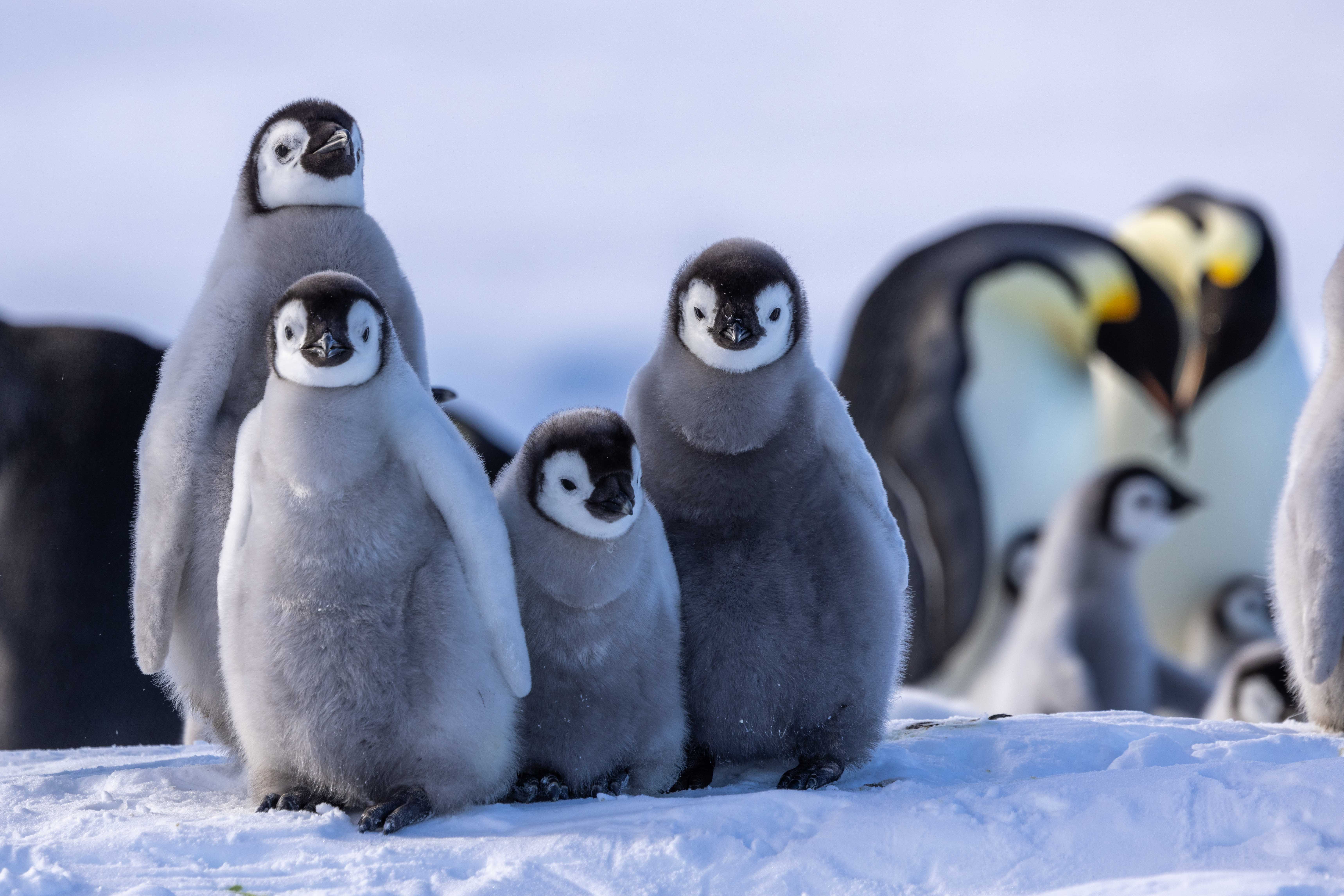 Snow Hill to the Peninsula: Shackleton’s Emperors
