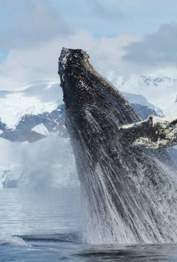 8 Days in Antarctica – The Journey of a Lifetime 
