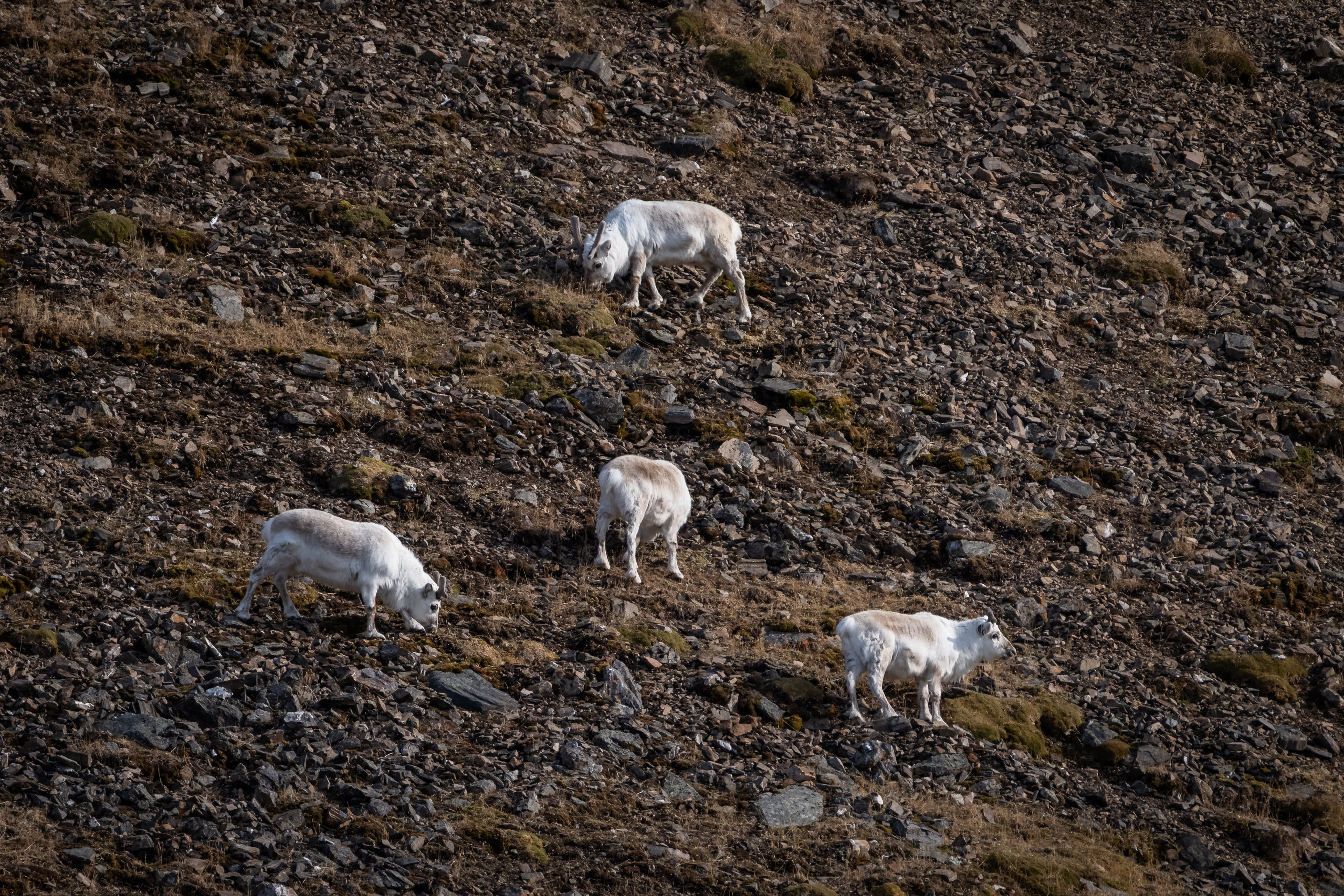 Svalbard in Spring: Sea Ice, Pristine Snow and Wildlife