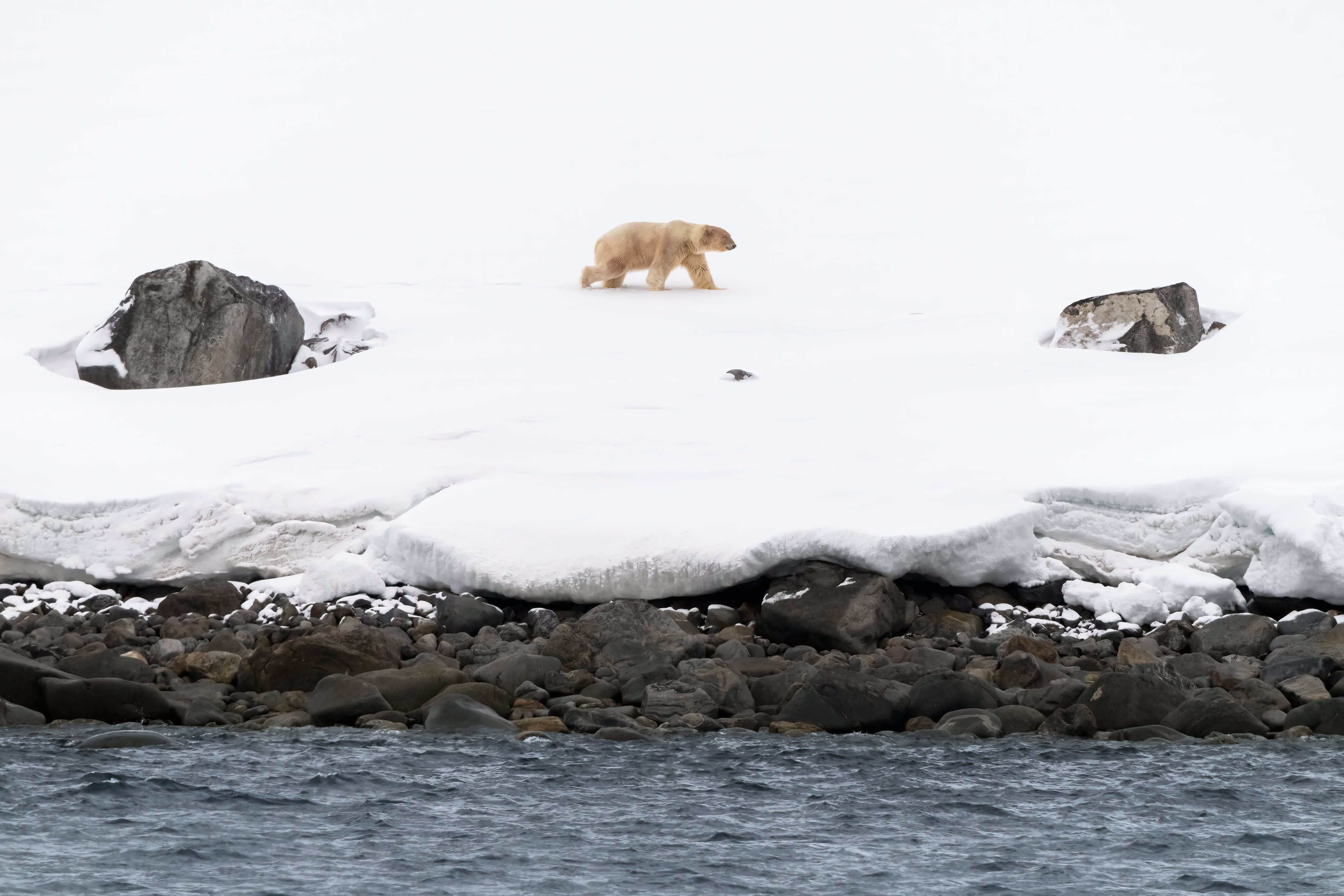 Svalbard in Spring: Sea Ice, Pristine Snow and Wildlife