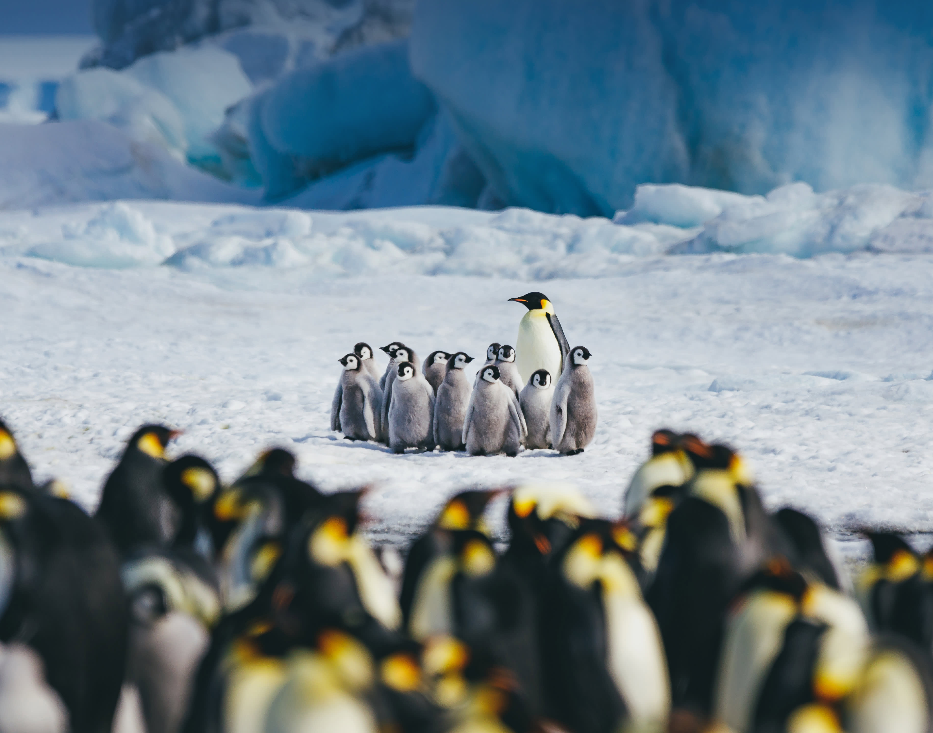 Snow Hill to the Peninsula: Shackleton’s Emperors