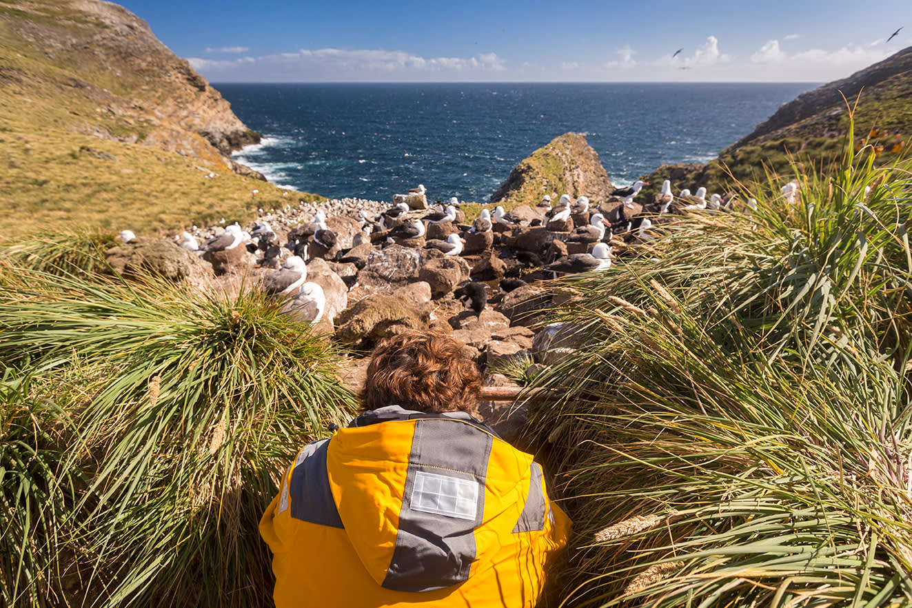 Falkland Islands and South Georgia: 20-Day Wildlife Adventure