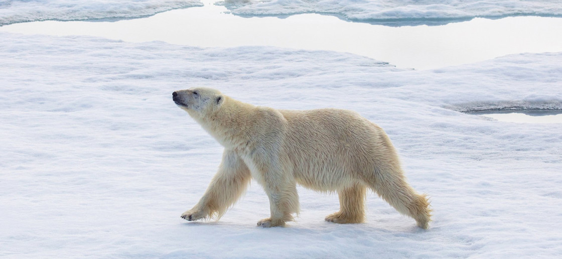 Polar bear in Svalbard