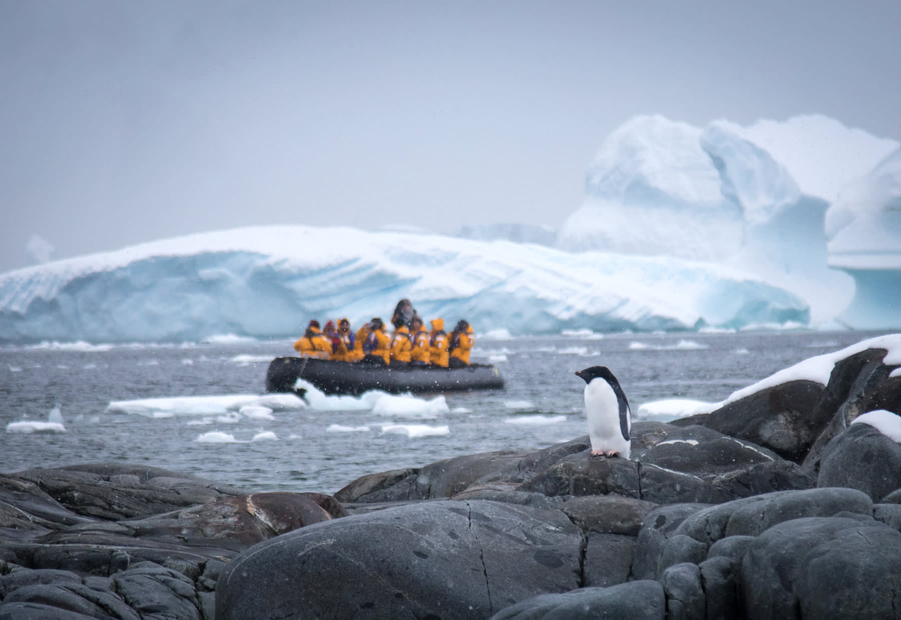 Adélie penguin