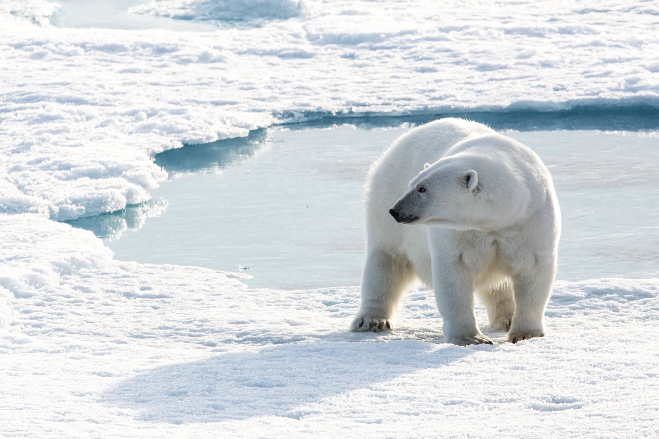 Northwest Passage: The Legendary Arctic Sea Route
