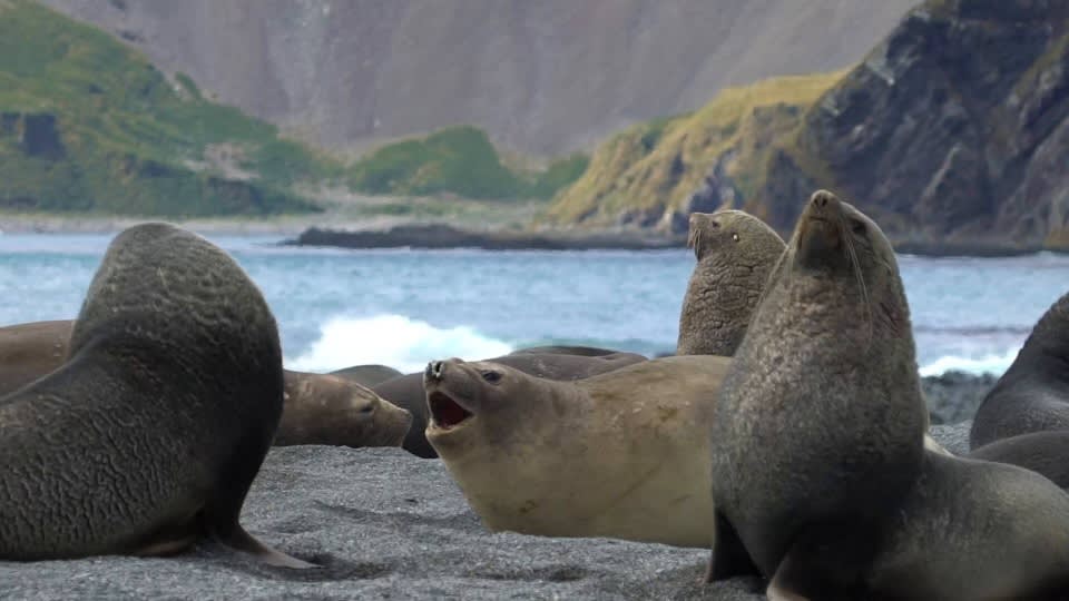 South Georgia and Antarctic Peninsula: Penguin Safari