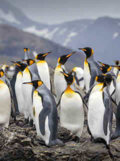 Southeast to West Greenland: Glaciers, Fjords and Viking History